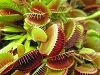 Carnivorous or venus flytrap (dionaea muscipula) blume samen for anpflanzung - vibrant colors, heirloom & gmo free samen for home garten
 
 sale samen for home garten