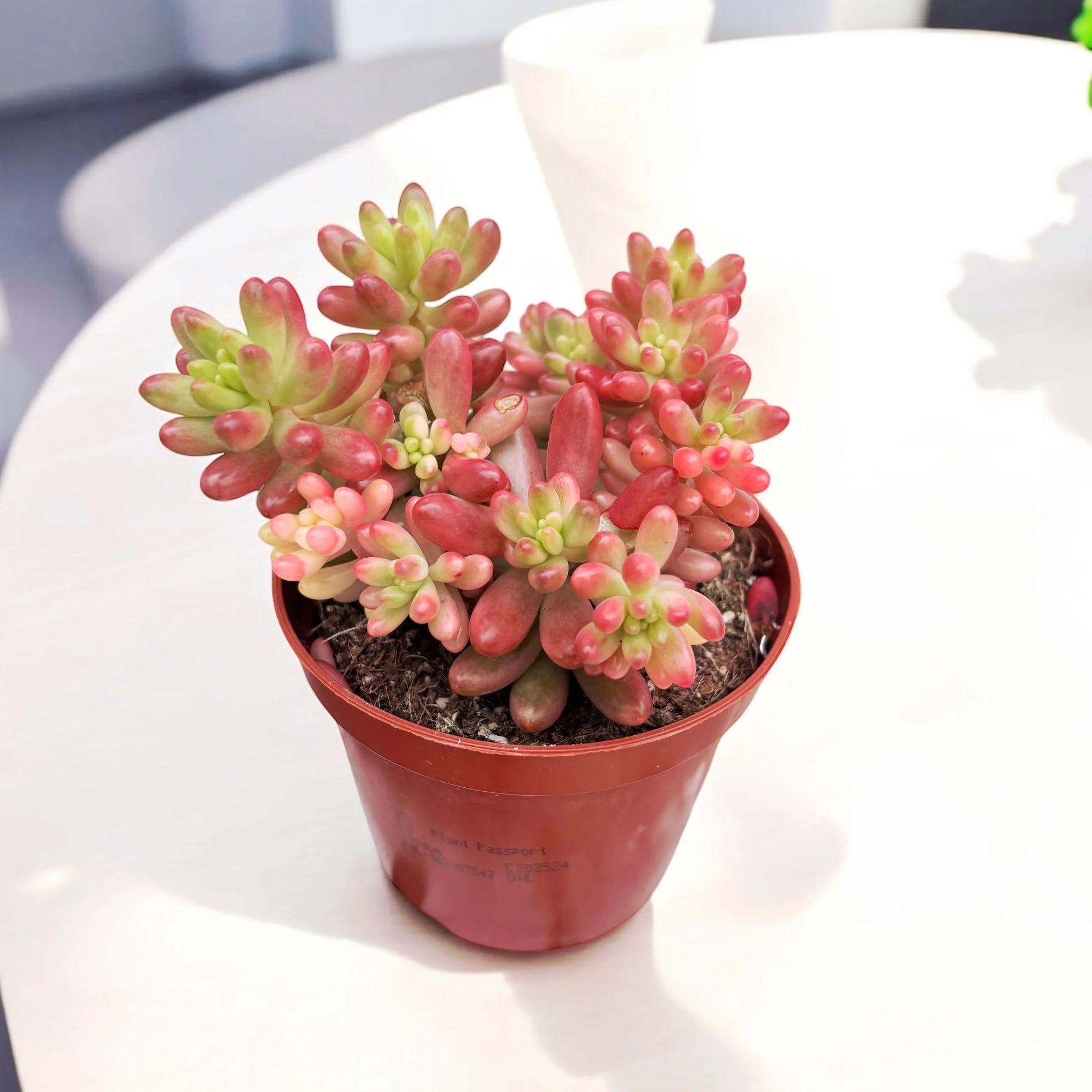 Rot Sedum Rubrotinctum Blumensamen zur Aussaat – leuchtend – Traditionssorte & ohne Gentechnik Samen Hausgarten