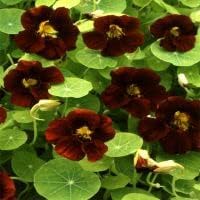 Schwarz nasturtium blume samen for anpflanzung cut blume favorite heirloom & gmo free samen for home garten 
 
 sale for anpflanzung in home garten