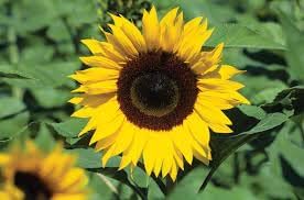 Asteraceae blume samen for anpflanzung - bright blooms, heirloom & gmo free samen for home garten
 
 sale for anpflanzung in home garten
