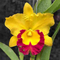 Gelb Rot Cattleya Blumensamen zur Aussaat – lang Blüte Saison – Traditionssorte & ohne Gentechnik Samen Hausgarten