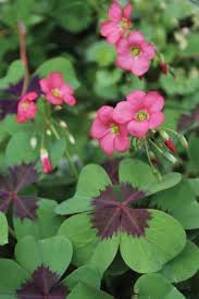 Oxalis blume samen for anpflanzung - fragrant blossoms, heirloom & gmo free samen for home garten
 
 sale samen for home garten