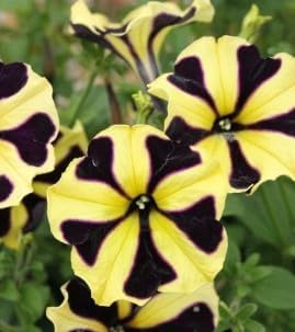 Schwarz gelb petunia blume samen for anpflanzung perfect for borders heirloom & gmo free samen for home garten 
 
 sale for anpflanzung in home garten