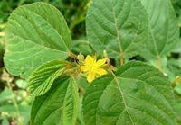 Corchorus blume samen for anpflanzung - seasonal bloomer, heirloom & gmo free samen for home garten
 
 sale samen for anpflanzung in home garten