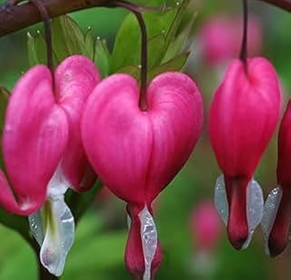 Bleeding Heart Dicentra Spectabilis Samen zur Aussaat Outdoor Garten Halbschatten Area