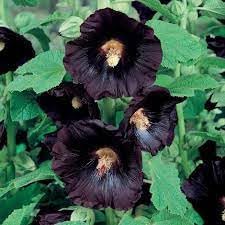 Hollyhock blume samen for anpflanzung bright blooms heirloom & gmo free samen for home garten 
 
 sale for anpflanzung in home garten