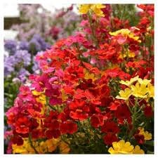 Heirloom nemesia carnival mix blume samen for anpflanzung bright blooms heirloom & gmo free samen for home garten
sale for anpflanzung in home garten