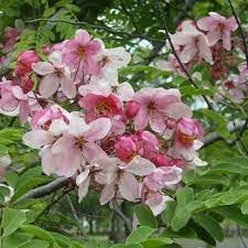 Javanica blume samen for anpflanzung - fragrant blossoms, heirloom & gmo free samen for home garten
 
 sale samen for home garten