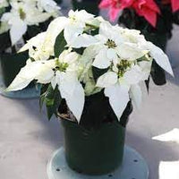 Euphorbia pulcherrima blume samen for anpflanzung easy to grow heirloom & gmo free samen for home garten 
 
 sale for anpflanzung in home garten