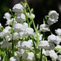 Heirloom valley blume samen for anpflanzung drought tolerant heirloom & gmo free samen for home garten 
 
 sale for anpflanzung in home garten