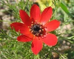 Adonis blume samen for anpflanzung - garten favorite, heirloom & gmo free samen for home garten
 
 sale for anpflanzung in home garten.