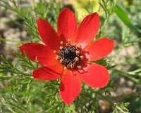 Adonis blume samen for anpflanzung - garten favorite, heirloom & gmo free samen for home garten
 
 sale for anpflanzung in home garten.