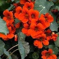 Nasturtium blume samen for anpflanzung garten favorite heirloom & gmo free samen for home garten 
 
 sale for anpflanzung in home garten
