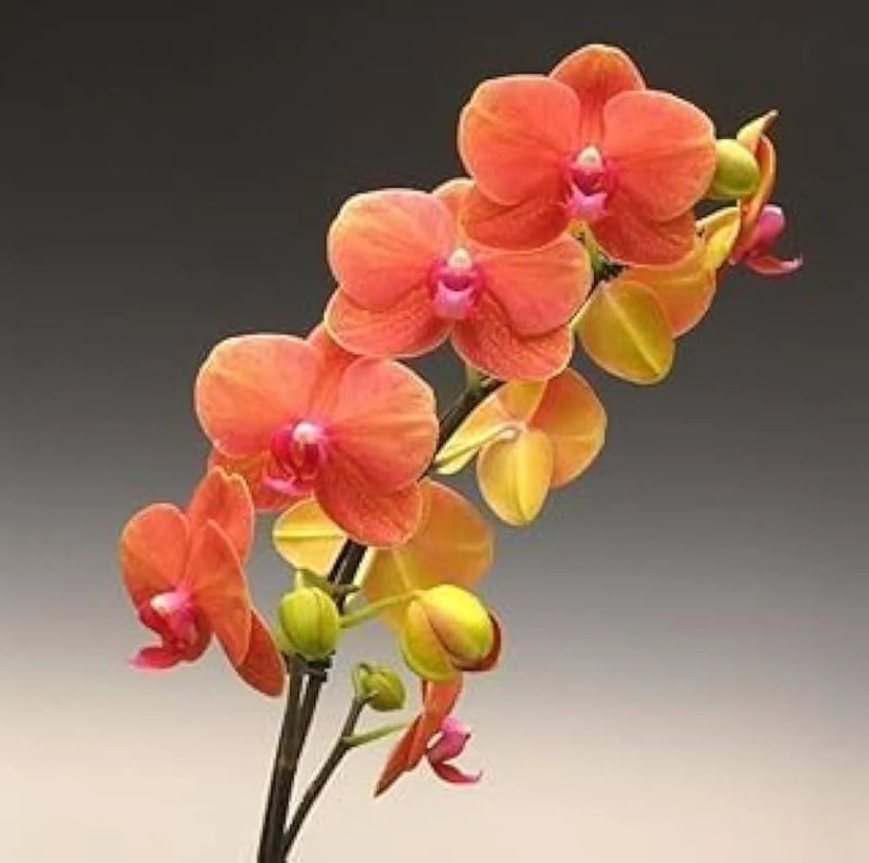 tief Orange Schmetterlingsorchidee Orchidee Blumensamen zur Aussaat pflegeleicht Traditionssorte & ohne Gentechnik Samen Hausgarten