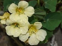Light gelb nasturtium blume samen for anpflanzung - seasonal bloomer, heirloom & gmo free samen for home garten
 
 sale samen for home garten