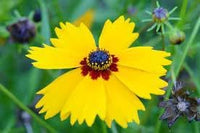 Coreopsis basalis blume samen for anpflanzung sun loving heirloom & gmo free samen for home garten 
 
 sale for anpflanzung in home garten