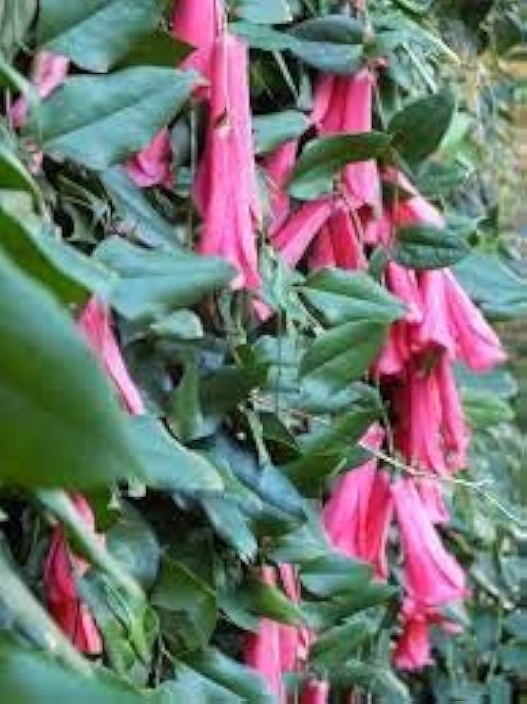 Chilean bellflower samen (lapageria rosea) for unique garten blumen