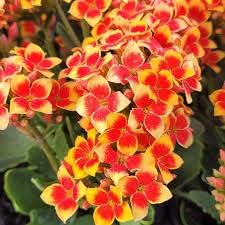 Kalanchoe rot orange blume samen for anpflanzung - pollinator friendly, heirloom & gmo free samen for home garten
 
 sale for anpflanzung in home garten