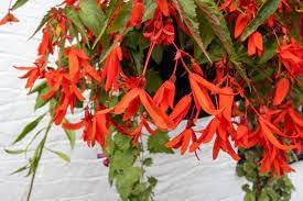 Boliviensis blume samen for anpflanzung - vibrant colors, heirloom & gmo free samen for home garten
 
 sale samen for home garten