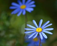 Daisy Blumensamen leuchtend – Cheerful Garten Blüten