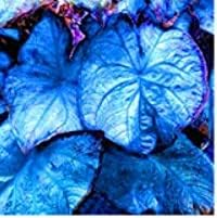 Sky blau caladium blume samen for anpflanzung - low maintenance, heirloom & gmo free samen for home garten
 
 sale samen for home garten