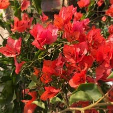 Bougainvillea blume samen for anpflanzung - long bloom season, heirloom & gmo free samen for home garten
 
 sale samen for home garten