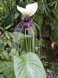 Tacca nivea bat blume samen for anpflanzung premium quality heirloom & gmo free samen for home garten 
 
 sale for anpflanzung in home garten
