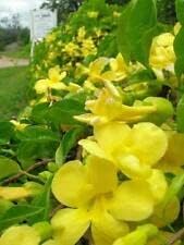 Macfadyena Unguis Cati Evergreen Vine Gelb Blumensamen