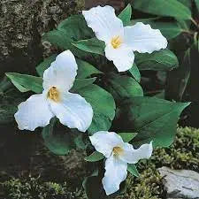 Trillium Trillium spp Blumensamen zur Aussaat Blume Beet