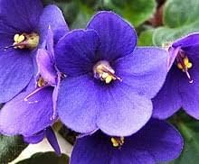 Saintpaulia blume samen for anpflanzung - shade tolerant, heirloom & gmo free samen for home garten
 
 sale for anpflanzung in home garten