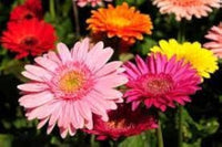 Gerbera Jamesonii Gemischt Daisy Blumensamen