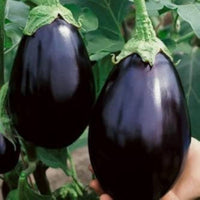 Dusky Eggplant Samen zum Pflanzen Solanum melongena for vegetable patch and home garden
