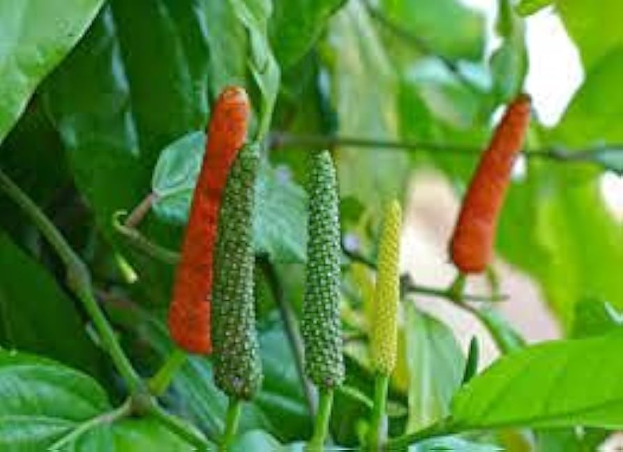 Longum Pepper Gemüsesamen für einfache Aussaat