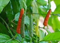 Long Pepper Samen zum Pflanzen - Piper Longum Gemüsesamen