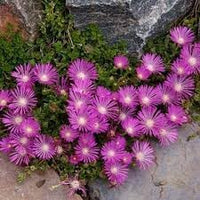 Delosperma blume samen for anpflanzung - shade tolerant, heirloom & gmo free samen for home garten
 
 sale for anpflanzung in home garten