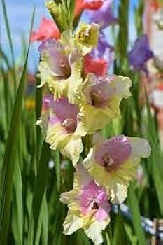 Gelb Rosa Gladiole Blumensamen zur Aussaat – ideal Rabatten Traditionssorte & ohne Gentechnik Samen Hausgarten
