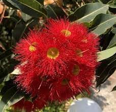 Heirloom corymbia ficifolia blume samen for anpflanzung garten favorite heirloom & gmo free samen for home garten 
 
 sale for anpflanzung in home garten