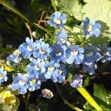 Fairy mirror blau gem blume samen for anpflanzung - easy to grow, heirloom & gmo free samen for home garten
 
 sale samen for anpflanzung in home garten
