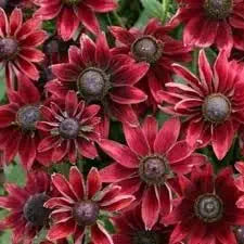 Cherry brandy rudbeckia for anpflanzung in blume bed
