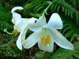 Lilium Blumensamen zur Aussaat – pflegeleicht – Traditionssorte & ohne Gentechnik Samen Hausgarten