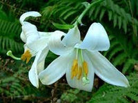 Lilium Blumensamen zur Aussaat – pflegeleicht – Traditionssorte & ohne Gentechnik Samen Hausgarten