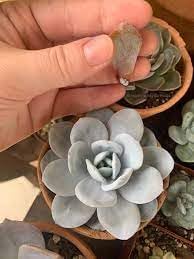 dunkel Gray Tulpe Blumensamen zur Aussaat Traditionssorte ohne Gentechnik Keimung biologisch Garten Samen