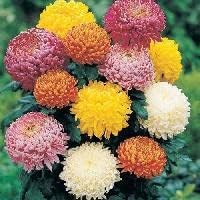 Mixed colors chrysanthemum blume samen for anpflanzung - cut blume favorite, heirloom & gmo free samen for home garten
 
 sale samen for home garten
