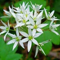 Ursinum blume samen for anpflanzung - fragrant blossoms, heirloom & gmo free samen for home garten
 
 sale samen for home garten