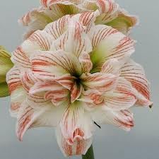 Amaryllis barbados blume samen for anpflanzung - bright blooms, heirloom & gmo free samen for home garten
sale samen for home garten