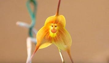 Nongmo gelb monkey face orchid blume samen for anpflanzung wildflower mix heirloom & gmo free samen for home garten 
 
 sale samen for home garten anpflanzung