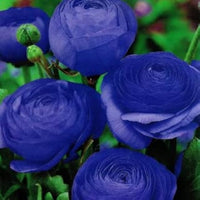 Blau Ranunculus Blumensamen zur Aussaat – Landhaus Garten wichtig – Traditionssorte & ohne Gentechnik Samen Hausgarten