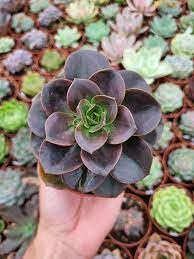 Schwarz Grün Succulent Blumensamen zur Aussaat – Traditionssorte ohne Gentechnik robust Garten Samen Haus & Outdoor Pots