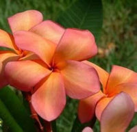 Orange Gelb Plumeria Blumensamen – duftend – leuchtend Blüten tropisch Gärten