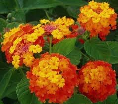 Wandelrose blume samen for anpflanzung - easy to grow, heirloom & gmo free samen for home garten
 
 sale samen for anpflanzung in home garten